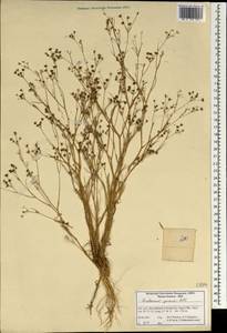 Bupleurum gerardi All., South Asia, South Asia (Asia outside ex-Soviet states and Mongolia) (ASIA) (Iran)