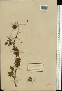 Corydalis solida (L.) Clairv., Eastern Europe, South Ukrainian region (E12) (Ukraine)