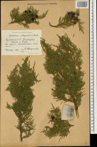 Juniperus excelsa subsp. polycarpos (K. Koch) Takht., Caucasus, Armenia (K5) (Armenia)