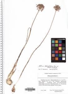 Allium delicatulum Siev. ex Schult. & Schult.f., Eastern Europe, Eastern region (E10) (Russia)