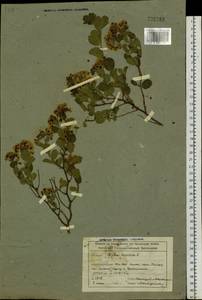Spiraea trilobata L., Siberia, Altai & Sayany Mountains (S2) (Russia)
