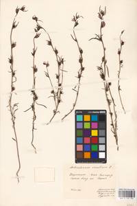 MHA 0 159 500, Misopates orontium subsp. orontium, Eastern Europe, West Ukrainian region (E13) (Ukraine)