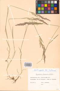 Agrostis gigantea Roth, Eastern Europe, Central forest-and-steppe region (E6) (Russia)