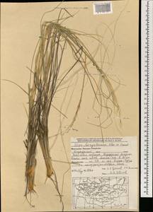 Stipa borysthenica Klokov ex Prokudin, Mongolia (MONG) (Mongolia)