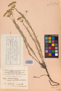 Euphorbia seguieriana Neck., Eastern Europe, South Ukrainian region (E12) (Ukraine)