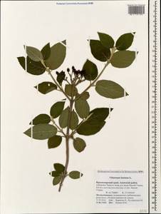 Viburnum lantana L., Caucasus, Krasnodar Krai & Adygea (K1a) (Russia)