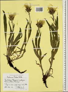 Centaurea cheiranthifolia subsp. cheiranthifolia, Caucasus, Stavropol Krai, Karachay-Cherkessia & Kabardino-Balkaria (K1b) (Russia)