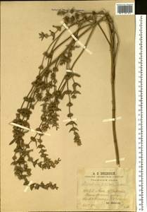 Marrubium peregrinum L., Eastern Europe, Middle Volga region (E8) (Russia)