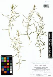 Thesium repens Ledeb., Siberia, Baikal & Transbaikal region (S4) (Russia)