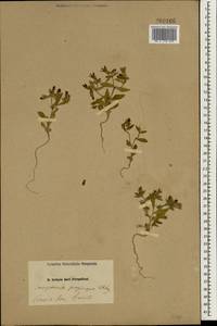 Campanula propinqua Fisch. & C.A.Mey., South Asia, South Asia (Asia outside ex-Soviet states and Mongolia) (ASIA) (Iran)