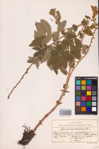 Agrimonia eupatoria L., Eastern Europe, Lower Volga region (E9) (Russia)