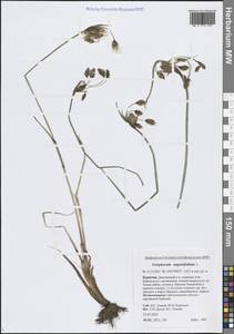 Eriophorum angustifolium Honck., Siberia, Baikal & Transbaikal region (S4) (Russia)