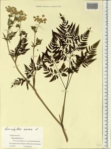 Chaerophyllum aureum L., Eastern Europe, Central forest-and-steppe region (E6) (Russia)