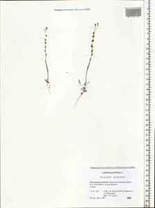 Lepidium perfoliatum L., Eastern Europe, Rostov Oblast (E12a) (Russia)