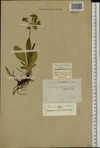 Primula elatior subsp. pallasii (Lehm.) W. W. Sm. & Forrest, Siberia, Western Siberia (S1) (Russia)