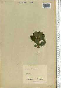 Urtica urens L., Eastern Europe, Estonia (E2c) (Estonia)