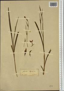 Gladiolus illyricus W.D.J.Koch, South Asia, South Asia (Asia outside ex-Soviet states and Mongolia) (ASIA) (Turkey)