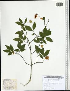 Euonymus verrucosus Scop., Eastern Europe, Central region (E4) (Russia)