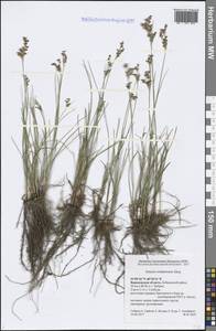 Juncus compressus Jacq., Eastern Europe, Central forest-and-steppe region (E6) (Russia)