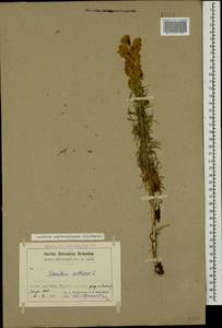 Aconitum confertiflorum (DC.) Gáyer, Caucasus, Armenia (K5) (Armenia)