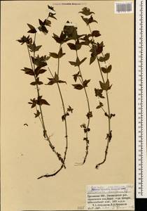 Asperula taurina L., Caucasus, Georgia (K4) (Georgia)