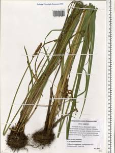 Carex vulpina L., Eastern Europe, North-Western region (E2) (Russia)