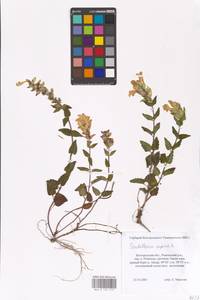 MHA 0 155 515, Scutellaria supina L., Eastern Europe, Central forest-and-steppe region (E6) (Russia)