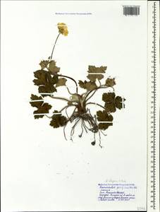 Ranunculus elegans C. Koch, Caucasus, Black Sea Shore (from Novorossiysk to Adler) (K3) (Russia)