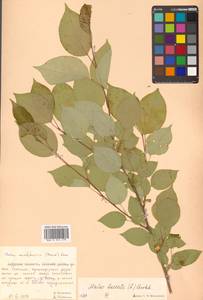 Malus baccata (L.) Borkh., Siberia, Russian Far East (S6) (Russia)