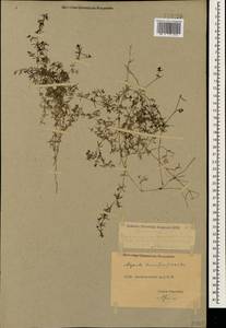 Galium humifusum M.Bieb., Caucasus, Dagestan (K2) (Russia)