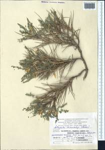 Astragalus dissectus B. Fedtsch. & Ivanova, Middle Asia, Pamir & Pamiro-Alai (M2) (Turkmenistan)