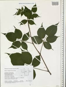Rubus allegheniensis Porter, Eastern Europe, Central region (E4) (Russia)