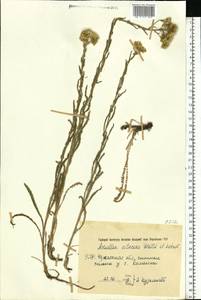 Achillea setacea Waldst. & Kit., Eastern Europe, South Ukrainian region (E12) (Ukraine)