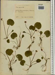 Viola epipsila Ledeb., Eastern Europe, Central region (E4) (Russia)