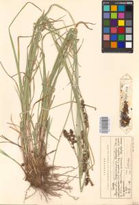 Carex spicata subsp. spicata, Eastern Europe, Moscow region (E4a) (Russia)
