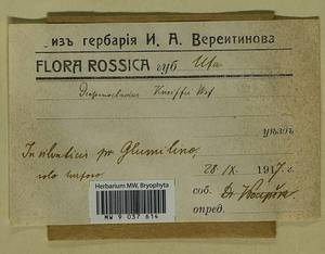 Drepanocladus aduncus (Hedw.) Warnst., Bryophytes, Bryophytes - South Urals (B14) (Russia)