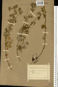 Potentilla argentea L., Eastern Europe, Rostov Oblast (E12a) (Russia)