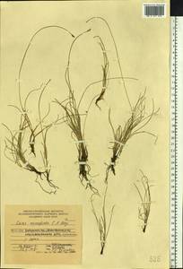 Carex membranacea Hook., Siberia, Russian Far East (S6) (Russia)