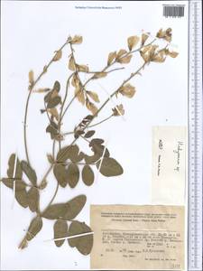 Hedysarum, Middle Asia, Pamir & Pamiro-Alai (M2) (Uzbekistan)
