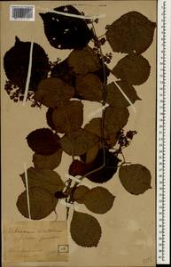 Viburnum dilatatum Thunb., South Asia, South Asia (Asia outside ex-Soviet states and Mongolia) (ASIA) (Japan)