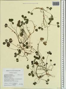 Trifolium repens L., Crimea (KRYM) (Russia)