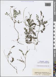 Astragalus alpinus L., Siberia, Baikal & Transbaikal region (S4) (Russia)