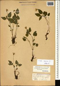 Viola canina L., Caucasus, Stavropol Krai, Karachay-Cherkessia & Kabardino-Balkaria (K1b) (Russia)