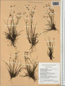 Juncus bulbosus L., Western Europe (EUR) (United Kingdom)