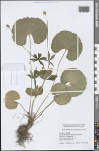 Ranunculus cassubicus L., Eastern Europe, Central region (E4) (Russia)
