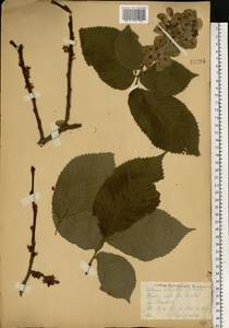 Ulmus glabra subsp. glabra, Eastern Europe, Central forest-and-steppe region (E6) (Russia)
