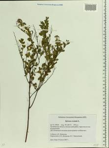 Spiraea crenata L., Eastern Europe, Eastern region (E10) (Russia)