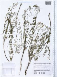 Descurainia sophia (L.) Webb ex Prantl, Siberia, Baikal & Transbaikal region (S4) (Russia)