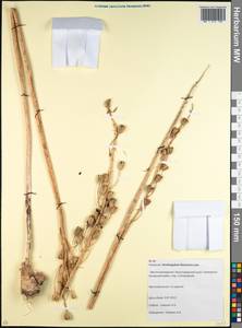 Ornithogalum pyrenaicum L., Caucasus, Krasnodar Krai & Adygea (K1a) (Russia)