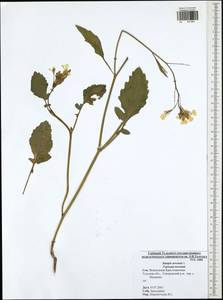 Rhamphospermum arvense (L.) Andrz. ex Besser, Eastern Europe, Central region (E4) (Russia)